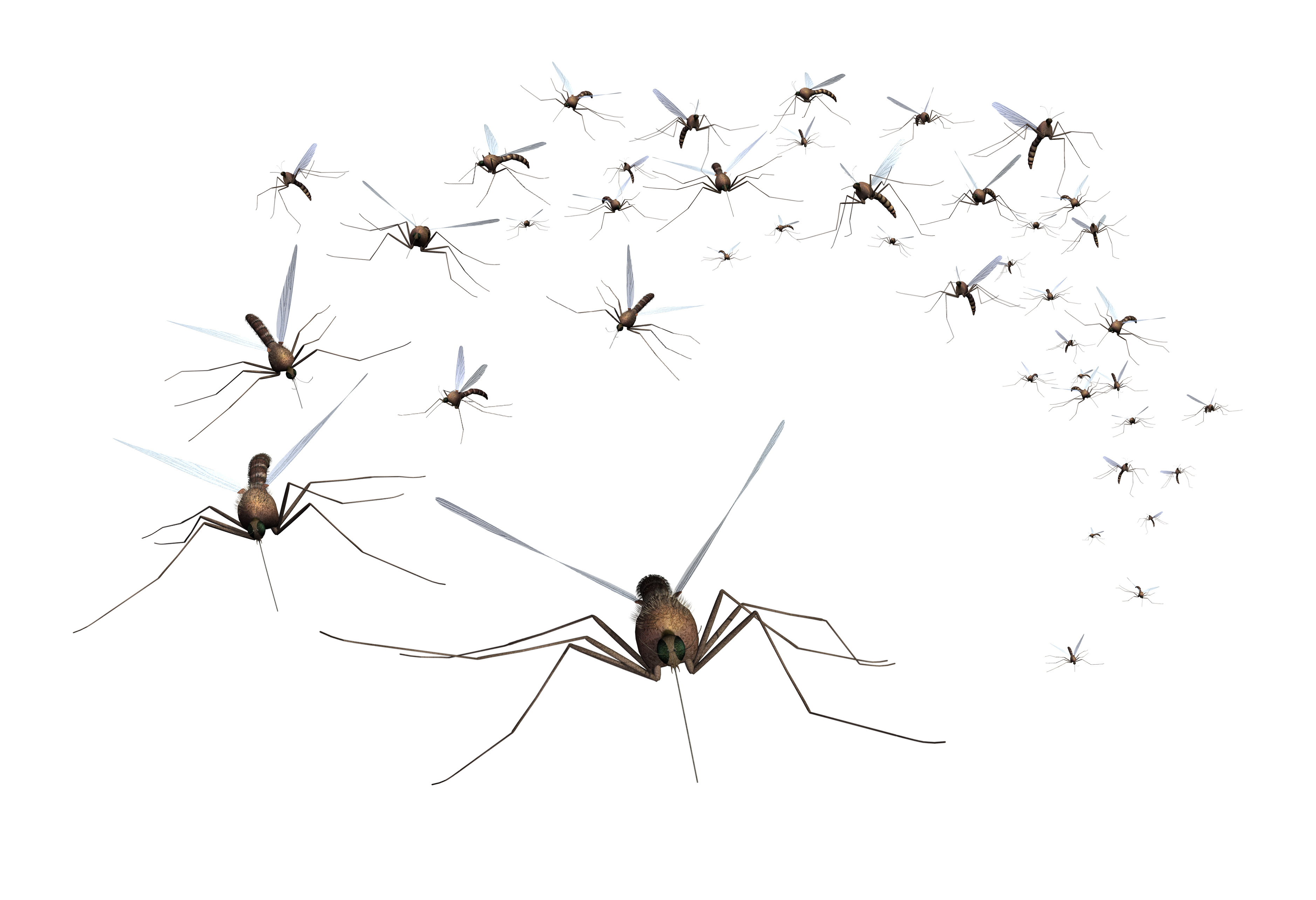 How to Get Rid of Mosquitoes Around Your Home